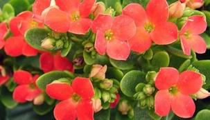 Kalanchoe for the treatment of chronic prostatitis.