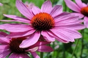 Echinacea juice for treating prostatitis
